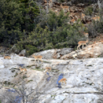 Gidengelmez'i yaban keçileri süslüyor