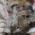 Kaş'ta Balkan Vaşağı'na verici takıldı