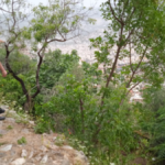 Kekik toplarken canından oluyordu