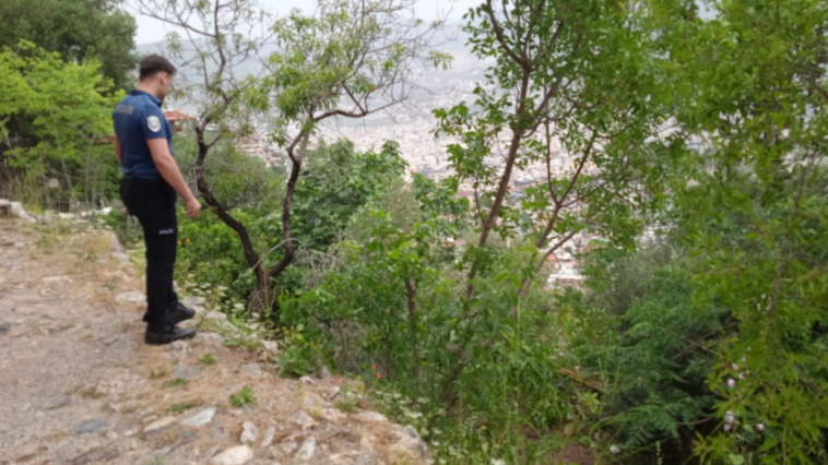 Kekik toplarken canından oluyordu