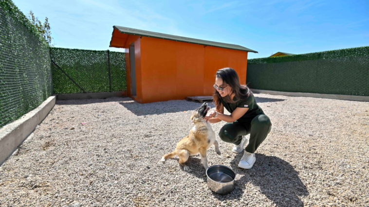 Köpeklere konforlu yaşam geliyor