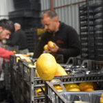 Korkuteli'nden armut ve ayva ihracatında artış yaşanıyor