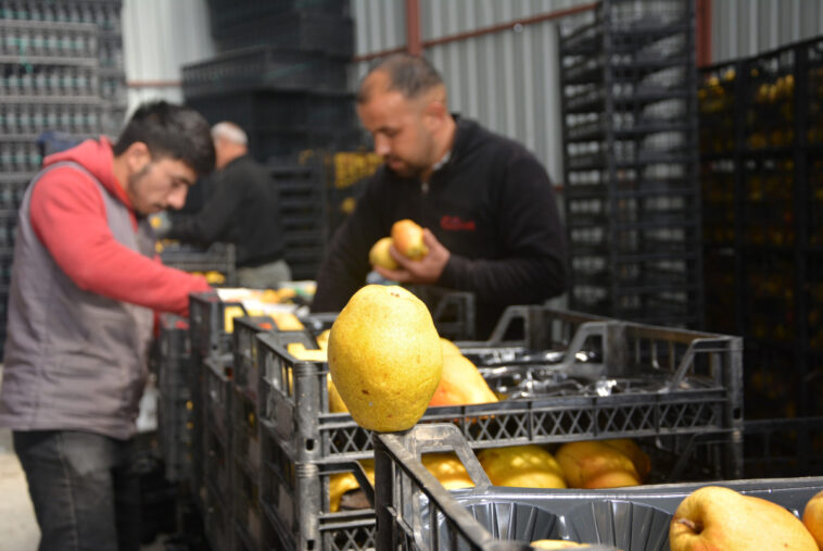 Korkuteli'nden armut ve ayva ihracatında artış yaşanıyor