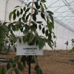 Kumluca MYO'da 17 farklı tropik meyve üretimi araştırılıyor