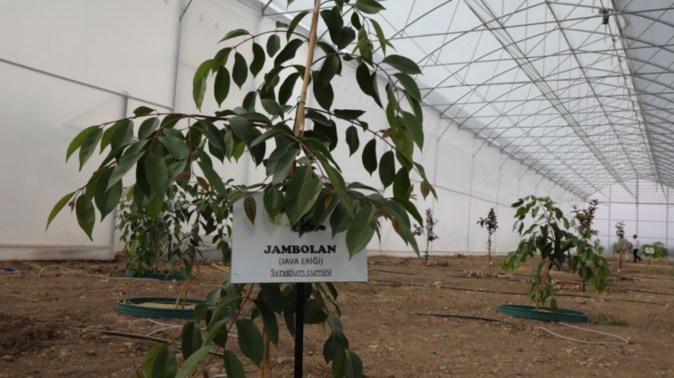 Kumluca MYO'da 17 farklı tropik meyve üretimi araştırılıyor