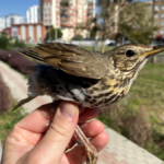 Kuş ölümlerinin yüzde 87'si insan kaynaklı