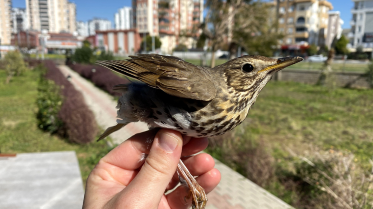Kuş ölümlerinin yüzde 87'si insan kaynaklı