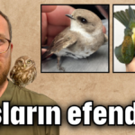 Kuşların efendisi!