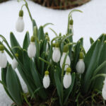 Toroslar gelin gibi süslendi