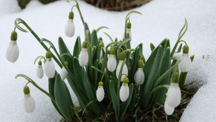 Toroslar gelin gibi süslendi