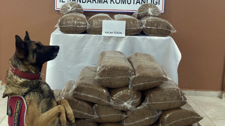 230 kilogram kaçak tütün ele geçirildi