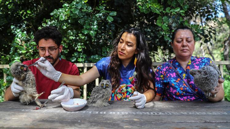 3 yavru baykuşa özenli bakım