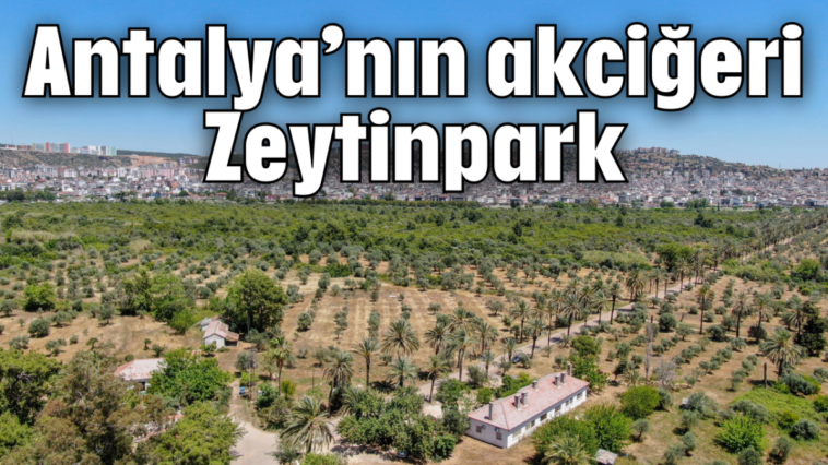 Antalya’nın akciğeri: Zeytinpark