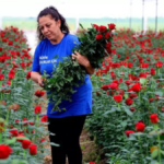 Dalında 3 lira, internette 50 lira