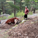 Dana kurtarma operasyonu