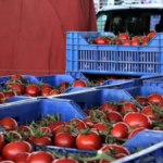 Domateste üretim arttı fiyat düştü