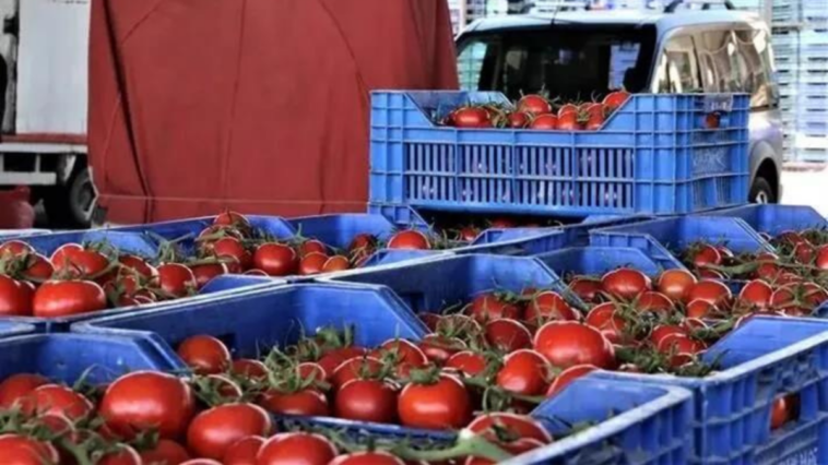 Domateste üretim arttı fiyat düştü