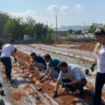 Gazipaşa'da tıbbi ve aromatik bitki bahçesi kuruldu