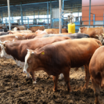 "Hayvancıların yüzde 95’i ruhsatsız çalışıyor"