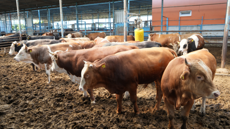 "Hayvancıların yüzde 95’i ruhsatsız çalışıyor"