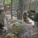 Sevimli dostlara buzlu serinlik