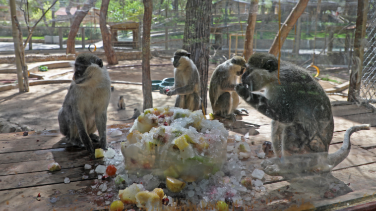 Sevimli dostlara buzlu serinlik