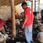 Havaların ısınmasıyla koyun kırkımı başladı