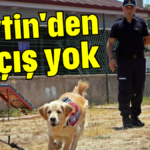 Zeytin'den kaçış yok