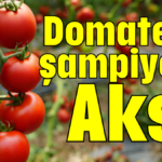 Domatesin şampiyonu Aksu