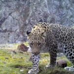 Türkiyede 10 Anadolu parsı görüntülendi; hepsi erkek