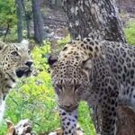 Anadolunun gizemli efsanesi: Türkiyede 10 tane görüldü, hepsi erkek