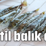 Katil balık avı