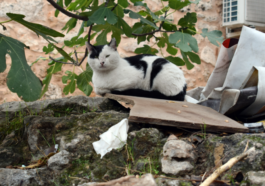 Erken yaşta kısırlaştırma yaşam süresini uzatıyor