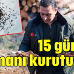 15 günde ormanı kurutuyor