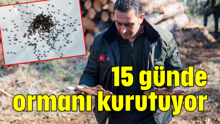 15 günde ormanı kurutuyor