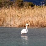 Kemerde flamingo sürprizi