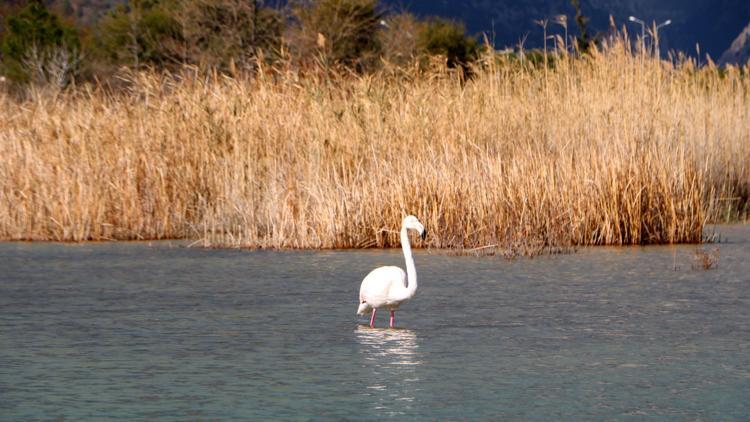 Kemerde flamingo sürprizi