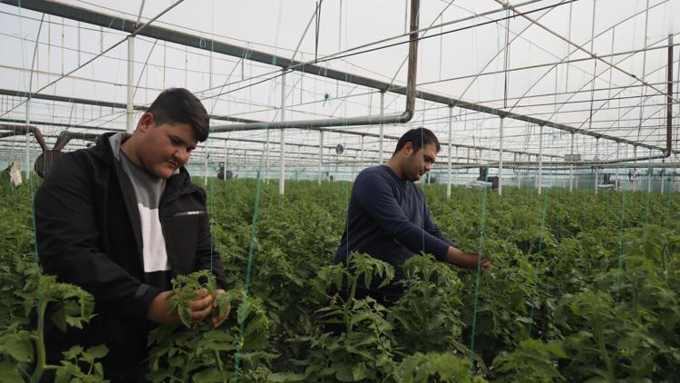 Suriyeli işçiler ülkelerine dönmekte kararlı, Antalyalı üretici düşünceli