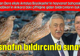 Adlıhan Dere eliyle Antalya Büyükşehir'in hayvanat bahçesinden Palandöken'in Ankara'daki çiftliğine giden bıldırcınların öyküsü: Esnafın bıldırcınla sınavı