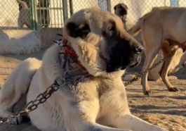 Anadolu Aslanları Arapların gözdesi