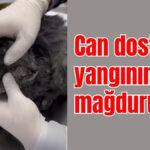 Antalya'nın Alanya ilçesindeki yangında can dost yangının mağduru oldu