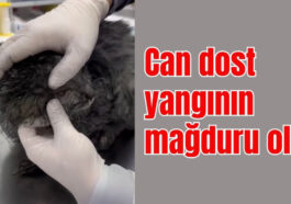 Antalya'nın Alanya ilçesindeki yangında can dost yangının mağduru oldu