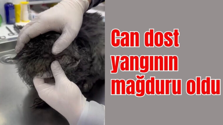 Antalya'nın Alanya ilçesindeki yangında can dost yangının mağduru oldu