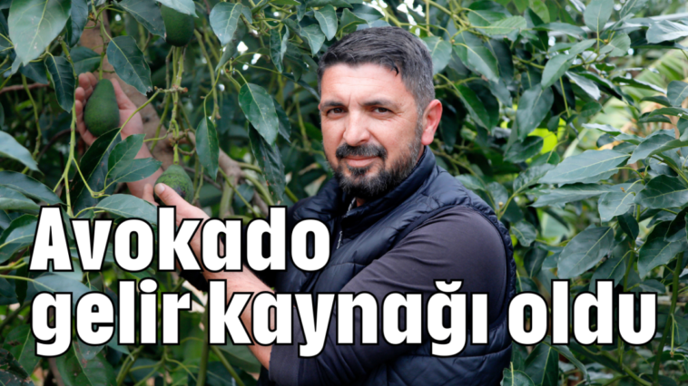 Avokado gelir kaynağı oldu
