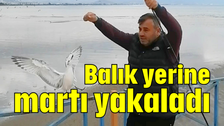 Balık yerine martı yakaladı