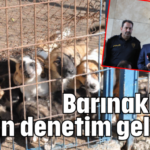 Barınaklara etkin denetim geliyor