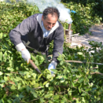 Defne yaprağı geçim kaynağı oldu