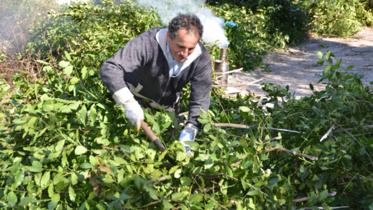 Defne yaprağı geçim kaynağı oldu