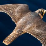 'Kuşbank'a göre Antalya'da 354 kuş türü var