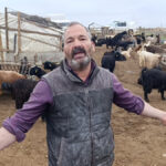 Manavgat'ta sokak köpekleri 25 keçiyi telef etti